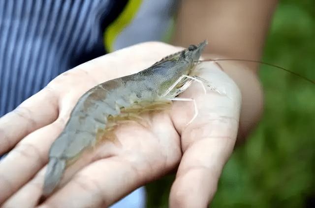 湖北华沃生态农业有限公司：南美白对虾养殖水温多少合适？