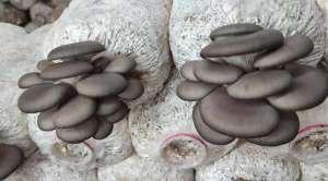食用菌菇种植(食用菌排名第三的平菇，如何进行人工栽培？)