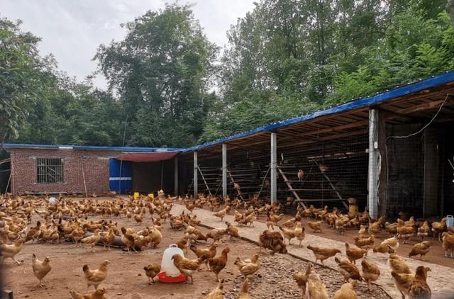 养鸡知识丨在农村养鸡，简易棚该怎么搭？