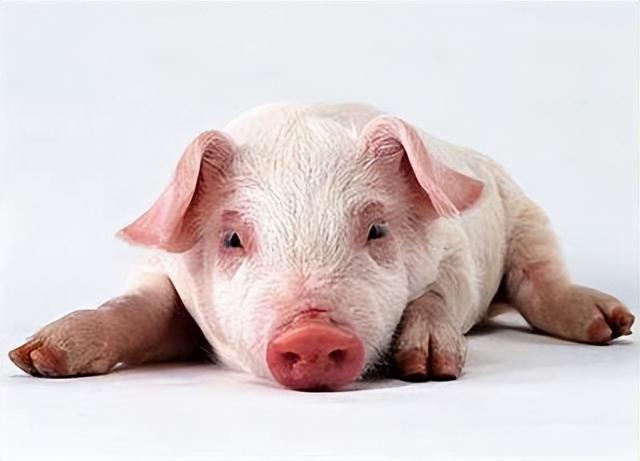 20亿巨资收购养猪场，高盛引入转基因猪，猪肉吃不吃？