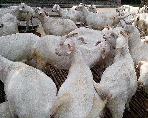 地方肉用山羊良种贵州白山羊生产性能