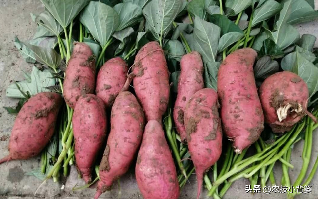 红薯生长后期如何管理更容易高产？重点做好这5点