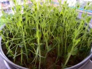 豌豆芽 种植(一个盆，一碗豆子，6天长出绿油油芽苗菜，简单美味，够一家人吃)