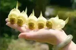 罕见的禾雀花「太美了，快分享给朋友吧！」