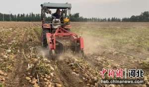 农业网种植土豆种植(河北冀州：“订单”种植让土豆变“金豆”)