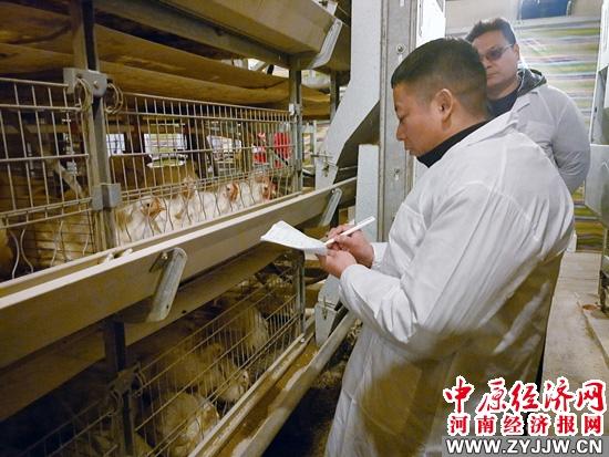 河南省“四优四化”项目专家孙全友：白羽肉鸡养殖技术水平高 市场潜力大