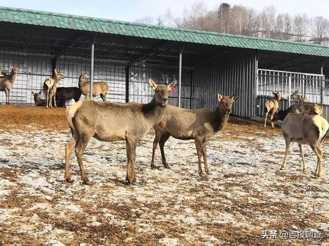 靖宇县打造梅花鹿全产业链，加快成为吉林省东部地区梅花鹿产业发展核心区