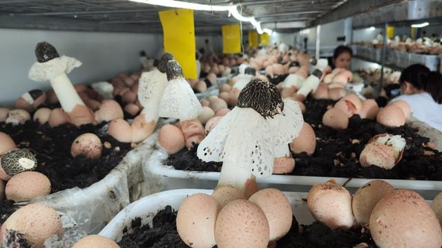 48平方方舱养蘑菇15万一个有啥优势？20个菌架装200菌棒，高科技