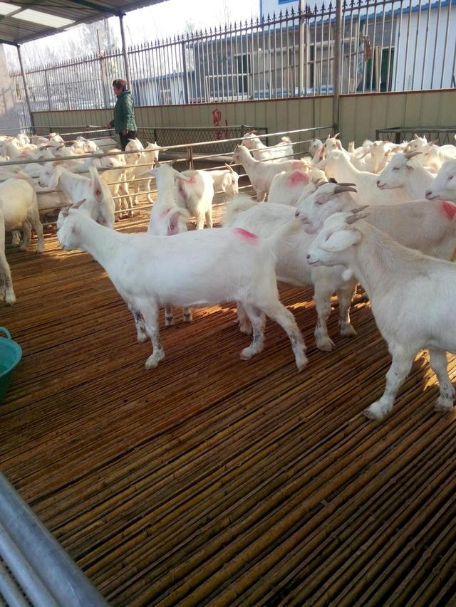 地方肉用山羊良种贵州白山羊生产性能