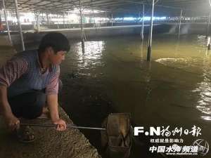 鳗鱼养殖污染(福建用这种产业链模式养殖鳗鱼，会碰撞什么火花)