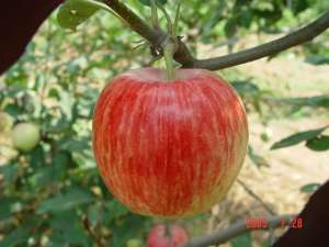 野苹果种植(建议收藏，旱地矮化苹果栽培技术，教你选地、选苗、修剪、施肥)