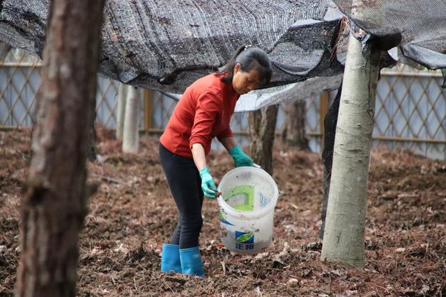 湖南宁远西湾村：林下栽培羊肚菌，小小菌菇成村民“致富伞”
