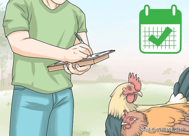 养鸡技术：肉鸡养殖的防疫和用药程序