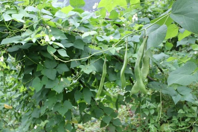 芸豆虽是豆，但不易生出根粒菌，栽种芸豆需要基肥又需要追肥