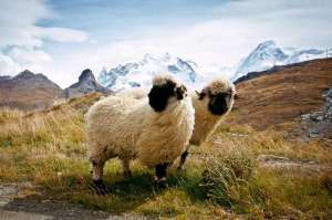 野羊养殖(绵羊和山羊哪个好养？了解各自生活习性，才能选择最佳饲养方式)