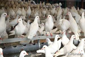 鸽子养殖成本(肉食鸽子养殖利润有多大？)