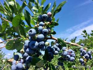 蓝梅种植施什么肥(蓝莓怎样种植才能长势更健壮和产量品质高？记住这些种植管理技巧)