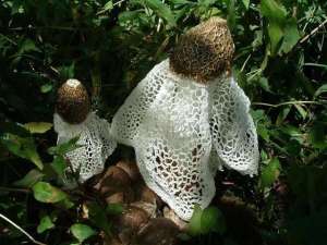 红菌菇种植(食用菌品种之—红托竹荪)