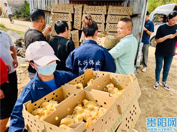 清镇市3000万羽肉鸡产业高质量发展项目首批鸡苗投产