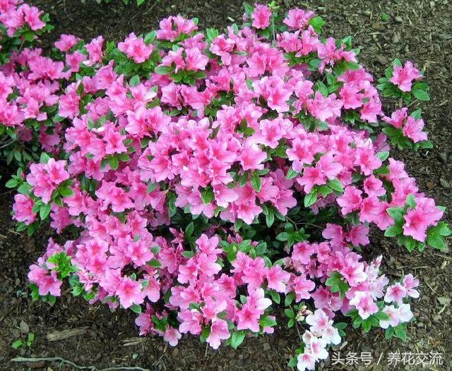 花开灿烂的11种庭院灌木植物，种在院子里四季都可以看到花
