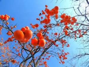柿子树的种植方法(柿子树的盆栽种植方法介绍)
