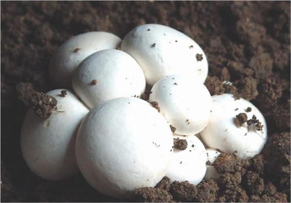 有机双孢菇的栽培，如何栽培双孢菇教程 疾病防治，你会多少？