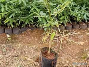 花椒树的种植管理技术(想要高产青花椒？学习九叶青花椒栽培管理技术)