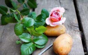玫瑰花家庭种植方法(三个步骤学会土豆种玫瑰，收到的玫瑰花可以养成盆栽了)