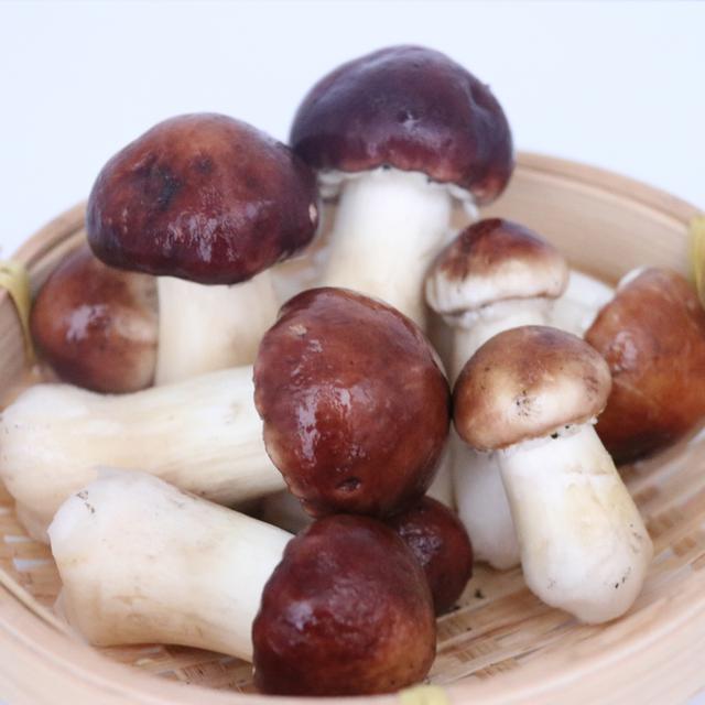 汉中市大球盖菇种植关键技术