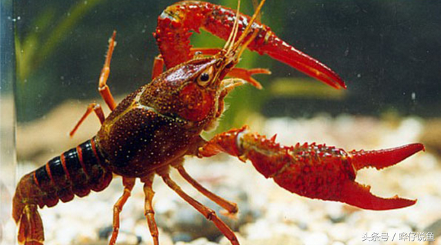 除了麻辣小龙虾，你还应该认识这几种宠物虾，涨知识的时间到了！