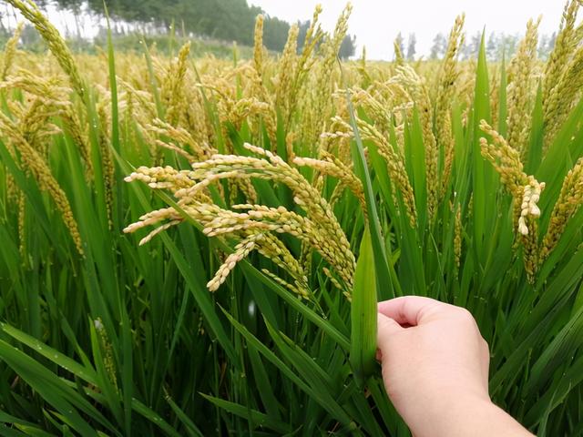 绿色富硒大米价格高效益好，是怎样种植的？专家介绍5项栽培技术