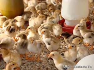 家禽养殖技术 自学(小鸡到家第2天这样喂，鸡群成活率高长得快，还不容易得糊肛白痢)