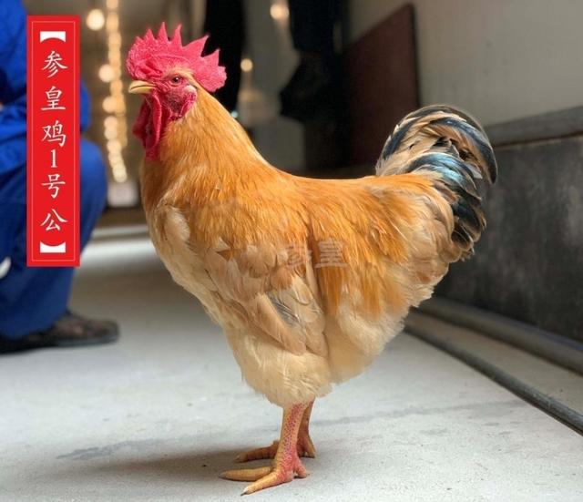 广西新增1家国家肉鸡核心育种场 总量全国排名第2