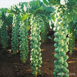 甘蓝小拱棚种植技术(这种“葡萄状”包菜，一亩能挣一二万，种植方法不难，你也可以种)
