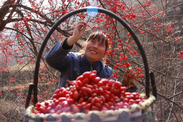 晋城：山茱萸产业鼓起农民“钱袋子”