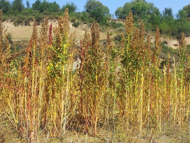 如何预防藜麦倒伏和病虫害，是人工种植的关键措施