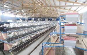 土鸡养殖合作方案(为发展壮大肉鸡养殖产业 南部县推广六方合作新模式)
