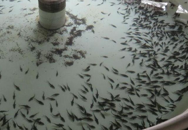 梦途游世界：中华鲟鱼的养殖，一定要注意以下几点