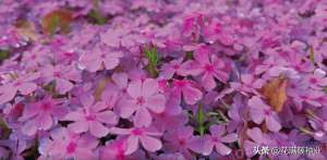 再力花种植方法(长在陆地上的小樱花，芝樱，花期长还能当绿毯，它该怎么种植？)