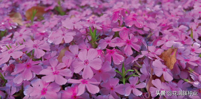 长在陆地上的小樱花，芝樱，花期长还能当绿毯，它该怎么种植？