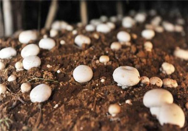 有机双孢菇的栽培，如何栽培双孢菇教程 疾病防治，你会多少？