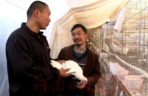 白鸽养殖如何带动了15个村上千人脱贫致富？