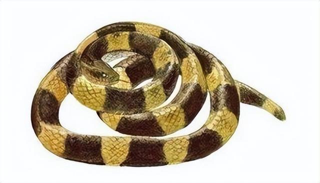 毒液量是银环蛇十倍！被称为减速带的金环蛇，为何让人如此惧怕？
