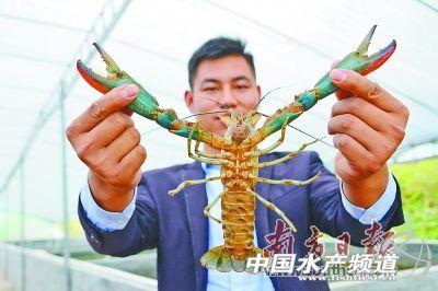 广东连州杨建强：澳洲淡水龙虾可媲美天然海水龙虾，价格更高，每亩利润近万元