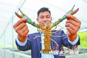 珠海龙虾养殖基地(广东连州杨建强：澳洲淡水龙虾可媲美天然海水龙虾，价格更高，每亩利润近万元)