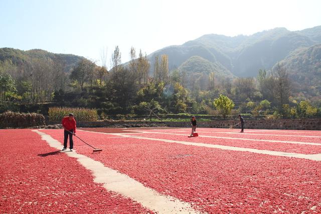 晋城：山茱萸产业鼓起农民“钱袋子”