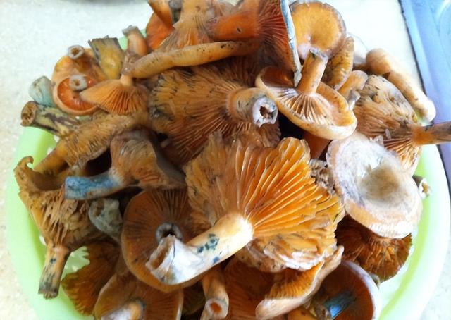 松树菌一斤卖40元，揭秘“菌中之王”的养殖与销售