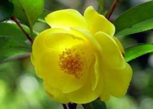 金花茶树的种植(花色金黄油亮的金花茶，盆栽养护有诀窍，值得关注收藏)
