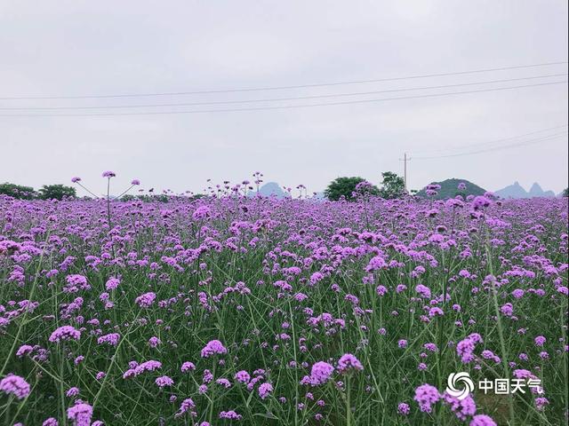 桂林：紫色马鞭草盛开