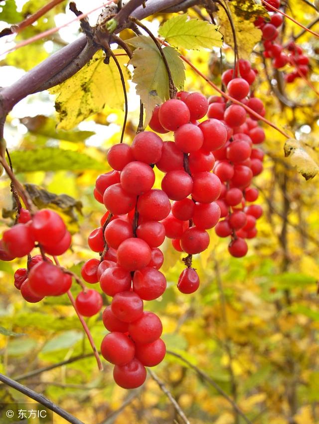 护肝助眠神果，种植第二年挂果，叶、皮都是宝，每亩收入过万元！